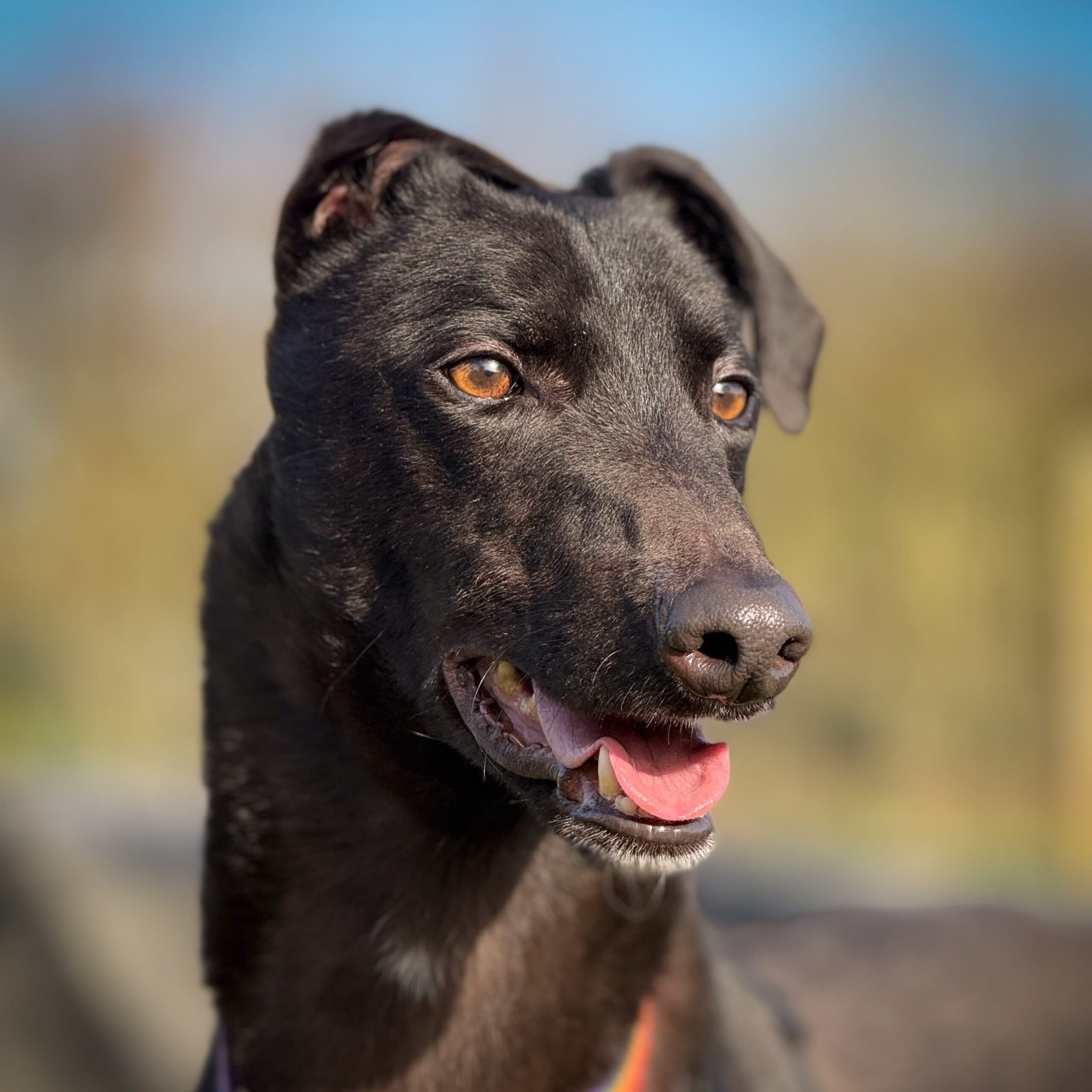 Ziggy — Of Home He Needs. We May Already Have A