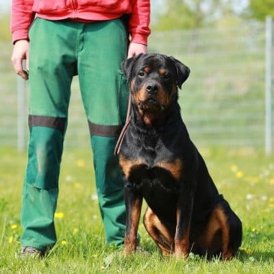 Findus — Rottweiler