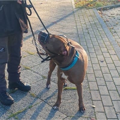 TJ (Tommy Junior) photo 5