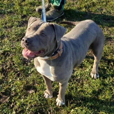 Maya — Staffordshire-terrier-mix