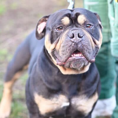 Sam — Olde English Bulldog