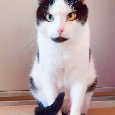 Lenny & Steppel — Ekh