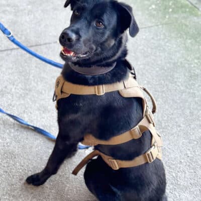 Rex — Labrador-mix