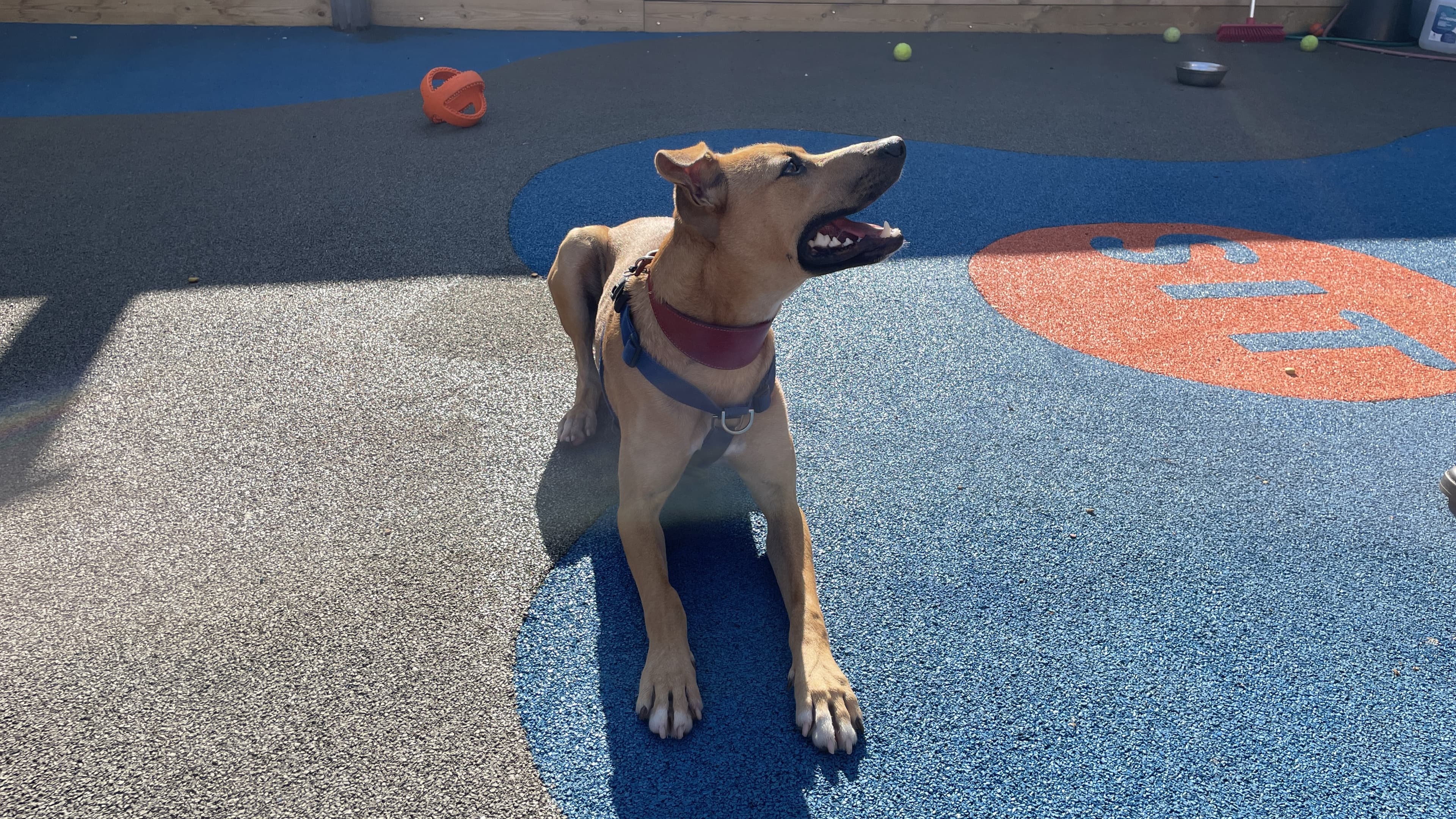 Billy — Mixed Breed
