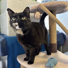 Lulu — Domestic Shorthair