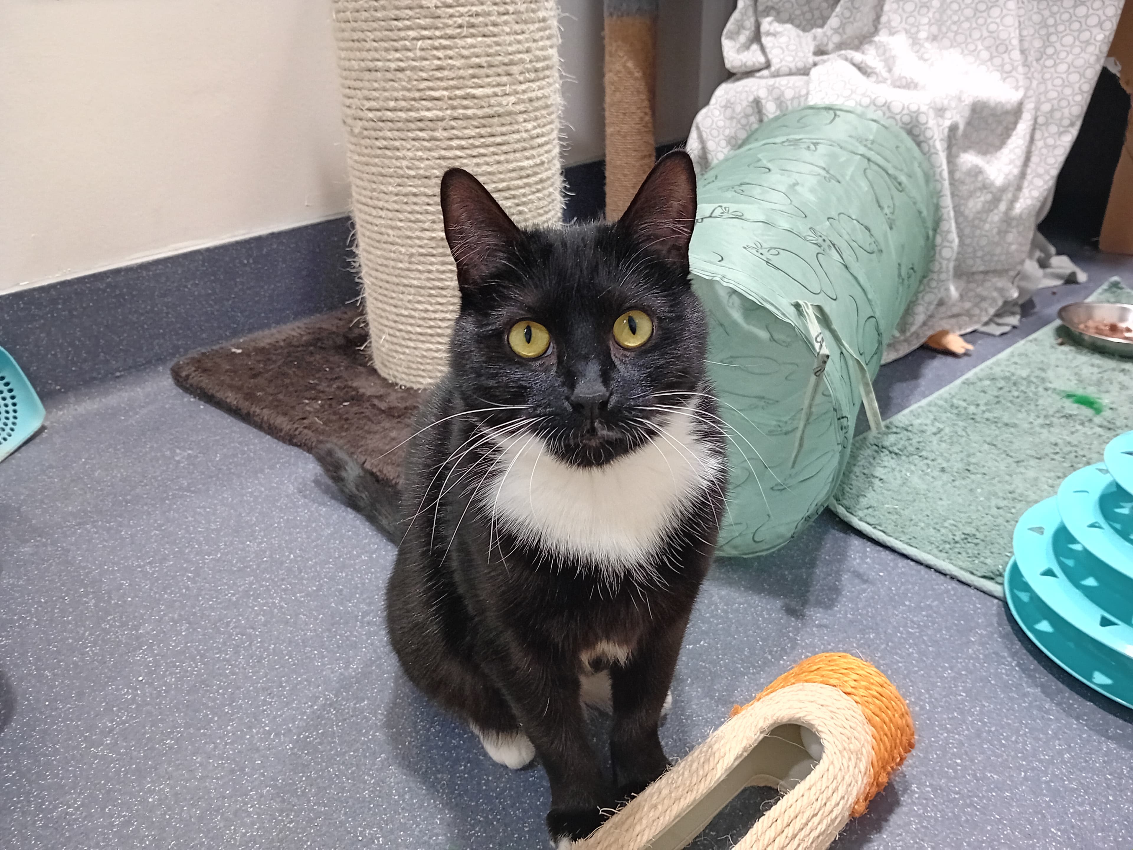 Lemon drizzle photo 4