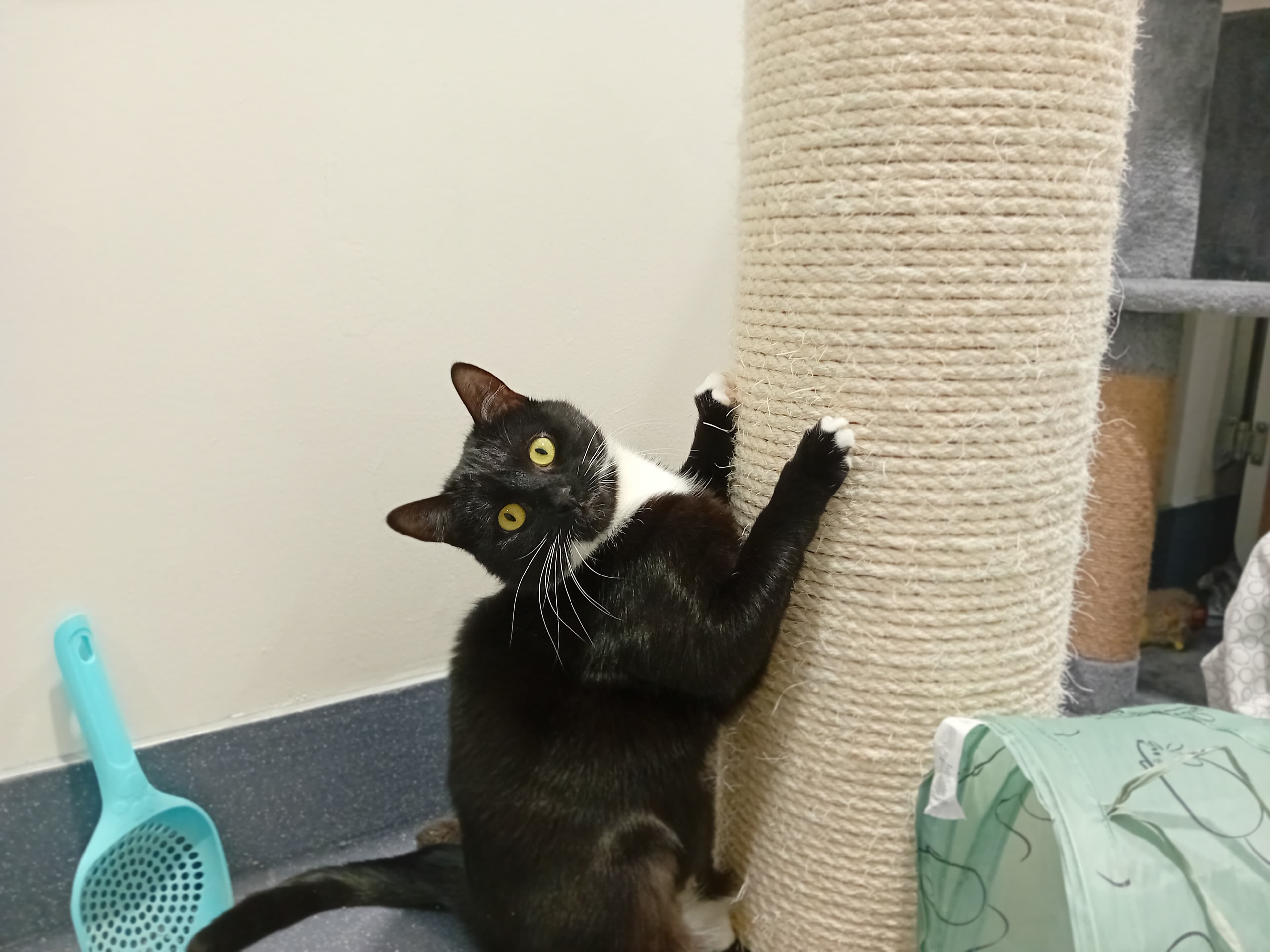 Lemon drizzle photo 6