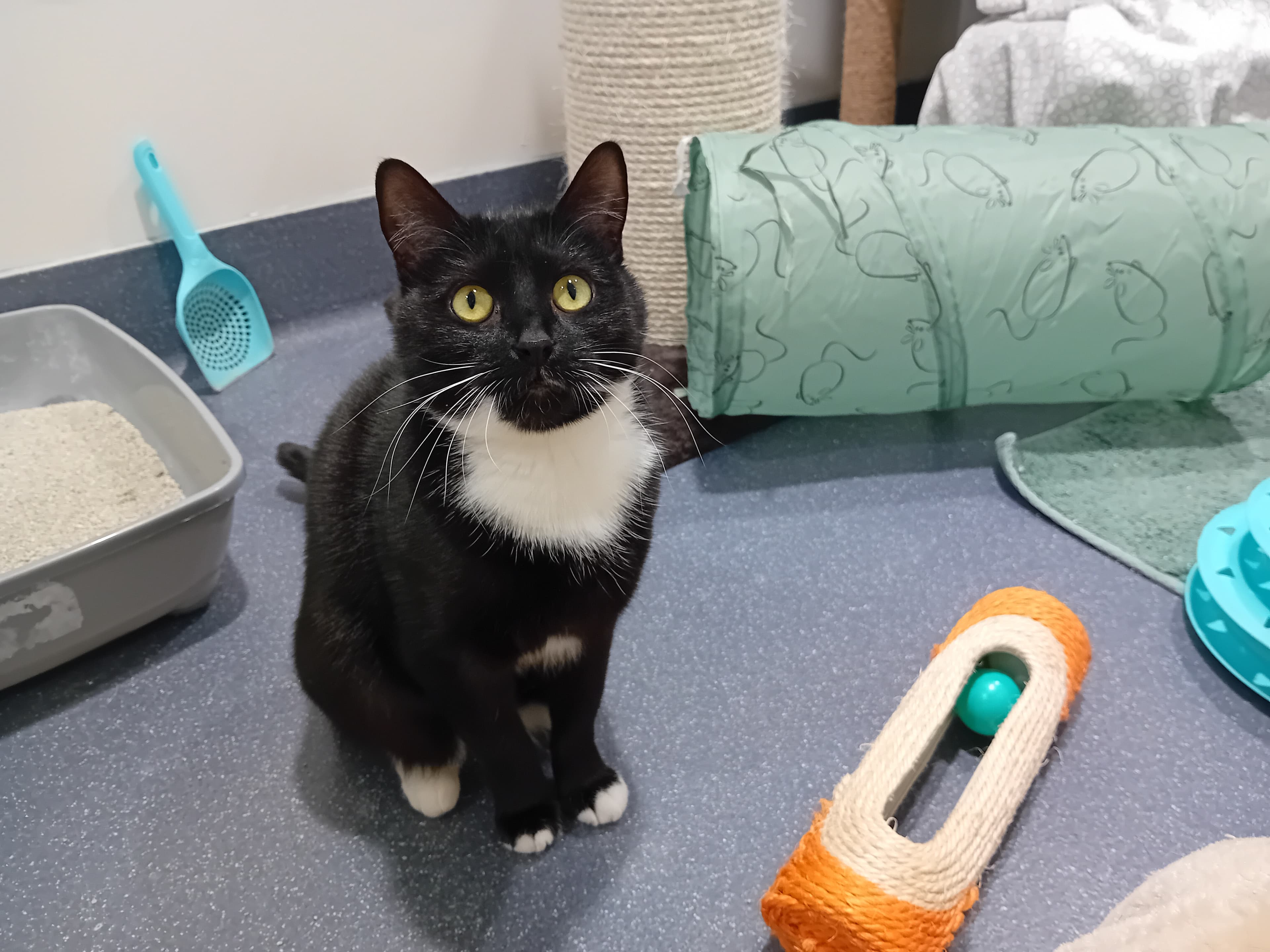 Lemon drizzle photo 2