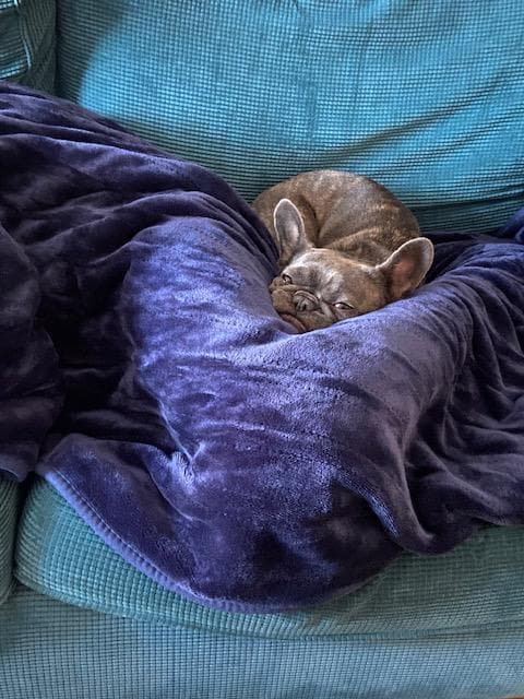 Willow — Bulldog: French