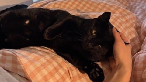 Billy — Domestic Short-hair