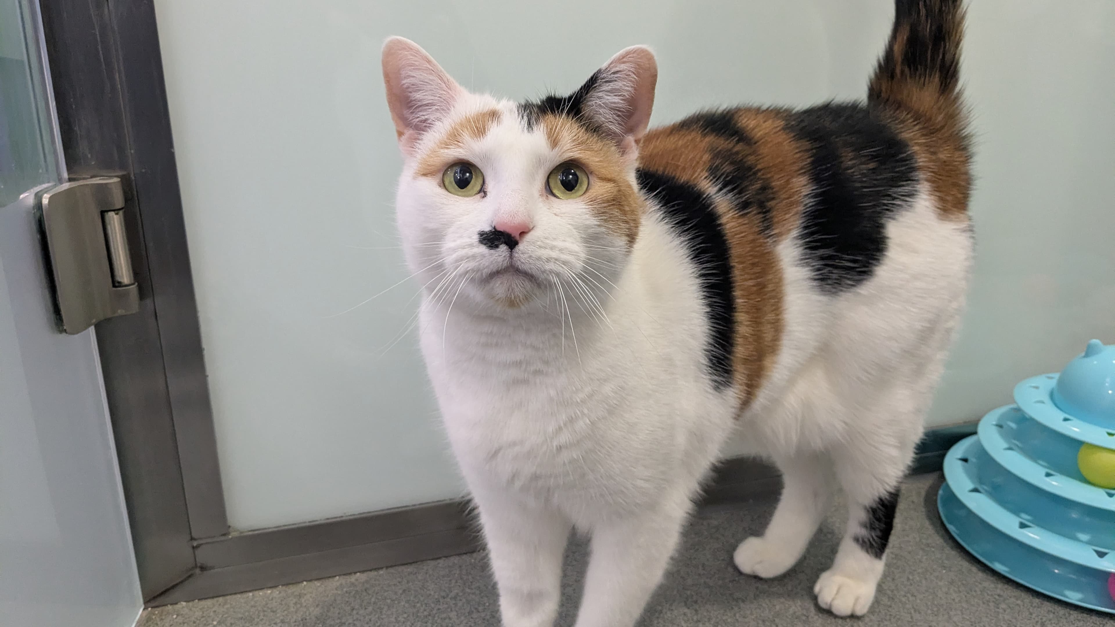 Marilyn monmeow photo 13