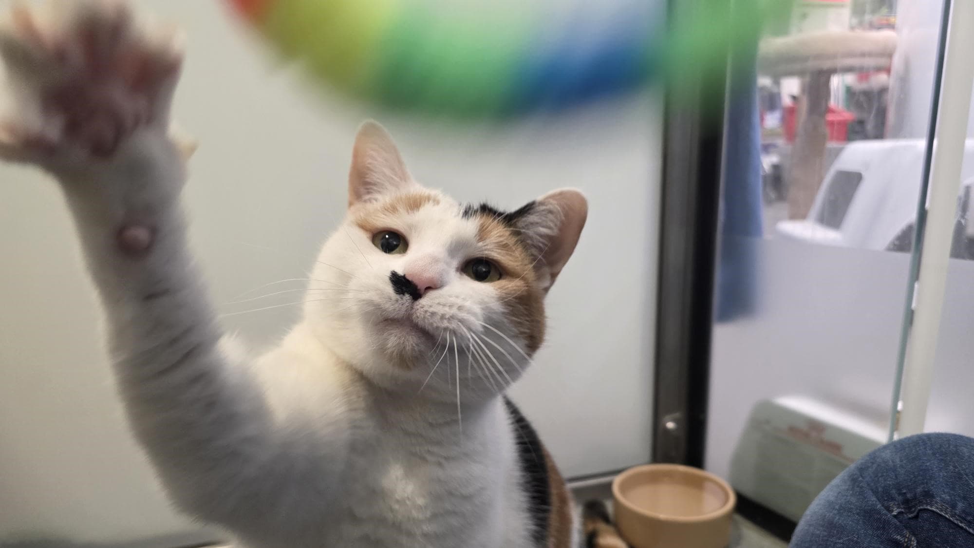 Marilyn monmeow photo 12