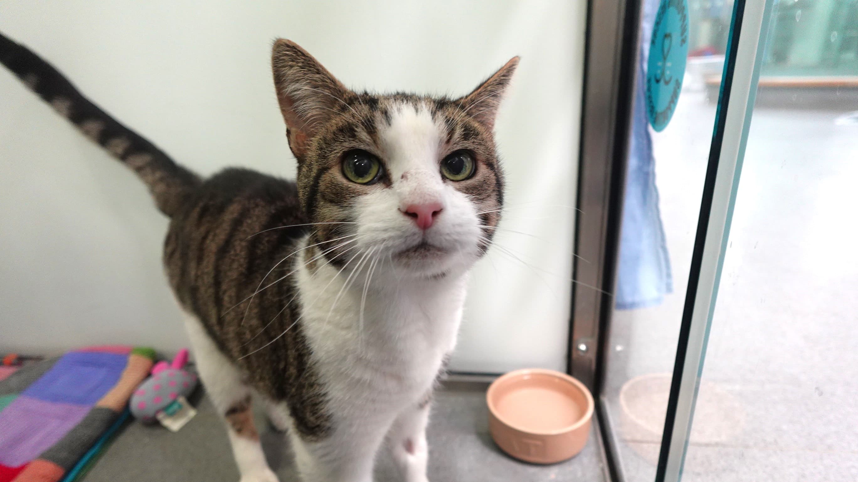 Randy — Domestic Short-hair