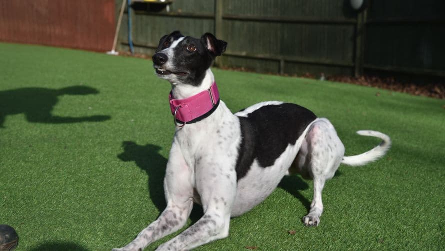 Crystal (bow dog) photo 12