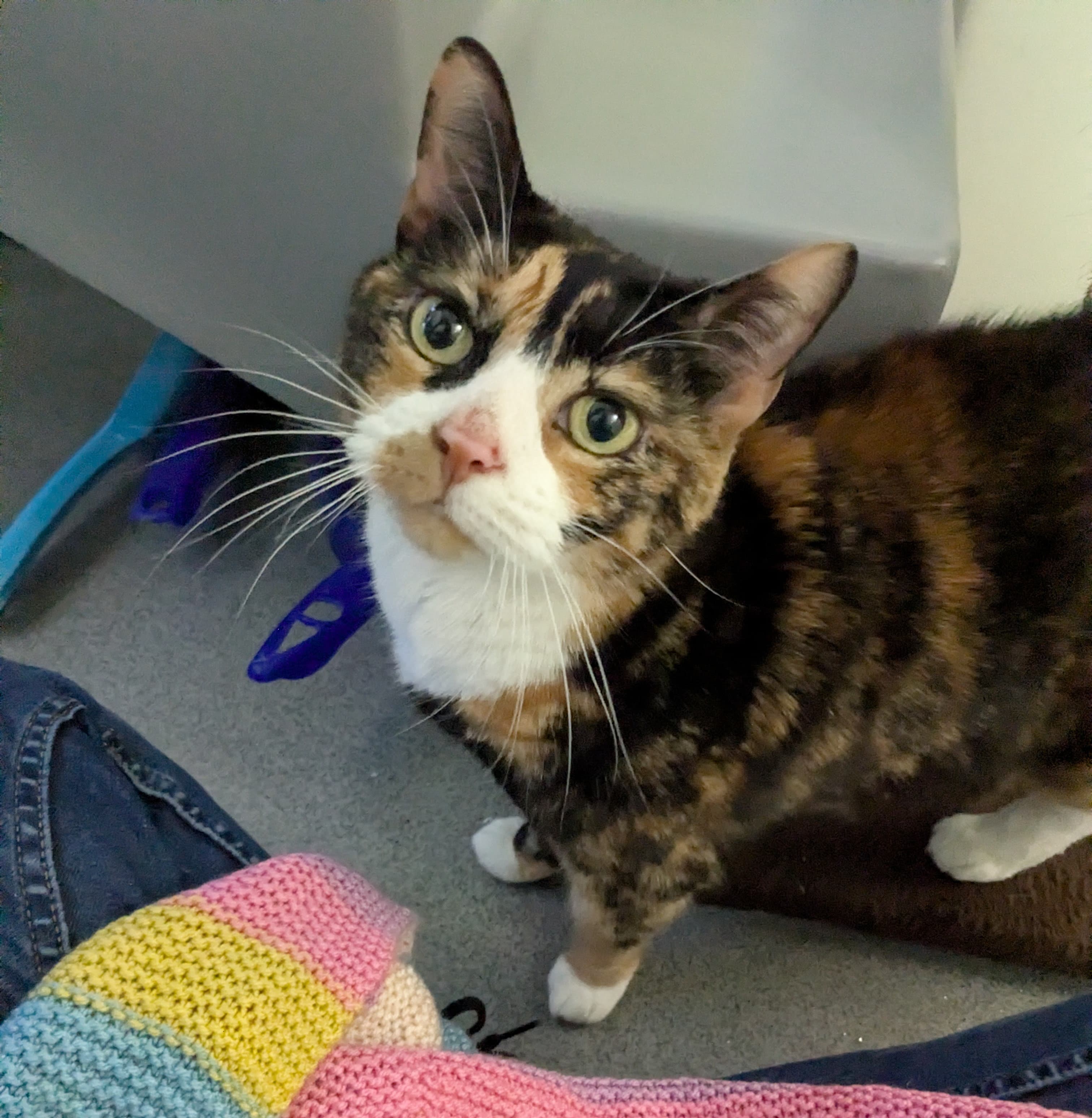 Sugar — Domestic Short-hair