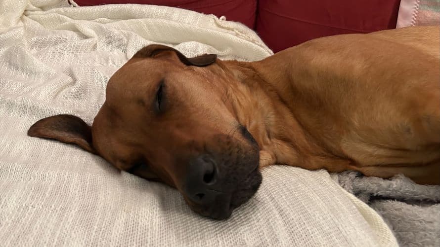 Silver — Rhodesian Ridgeback