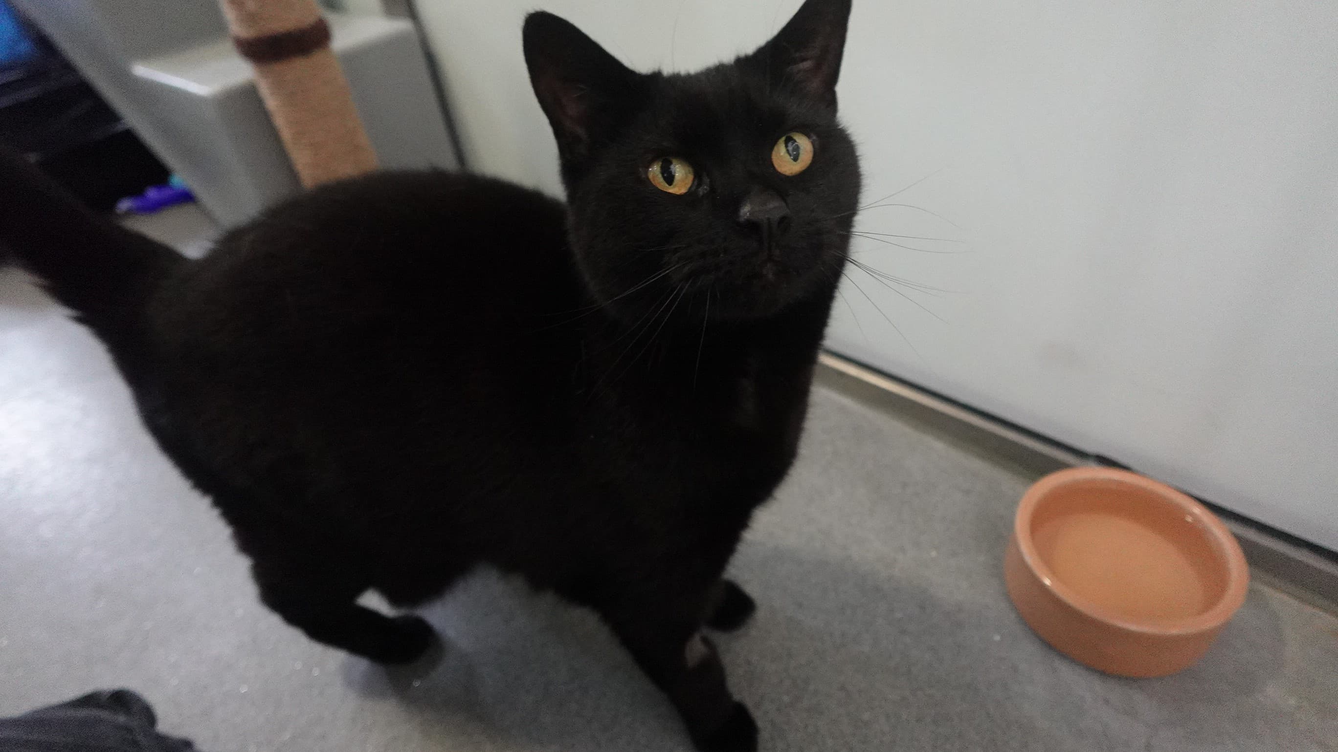 Koolie — Domestic Short-hair