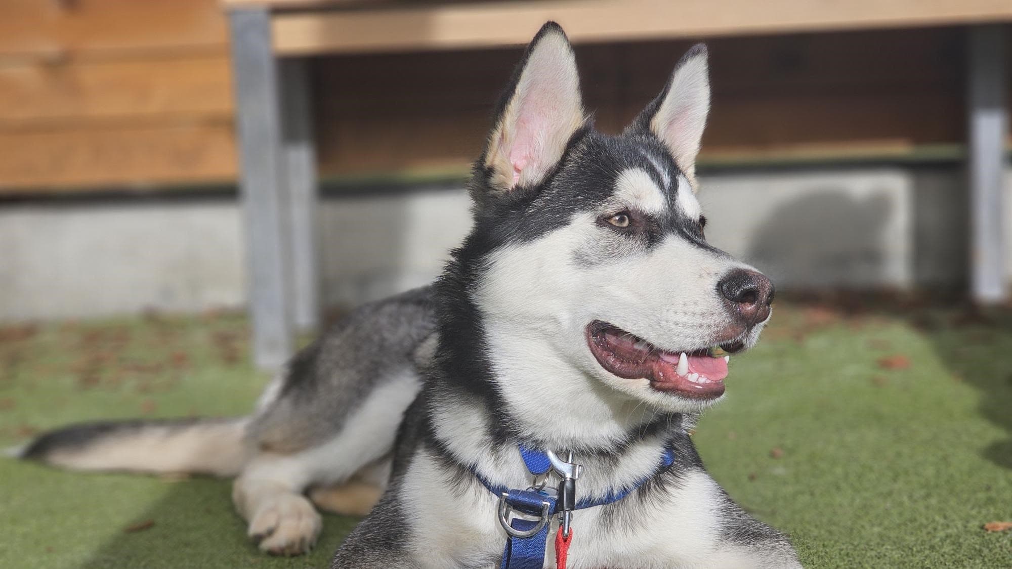 Otto — Siberian Husky