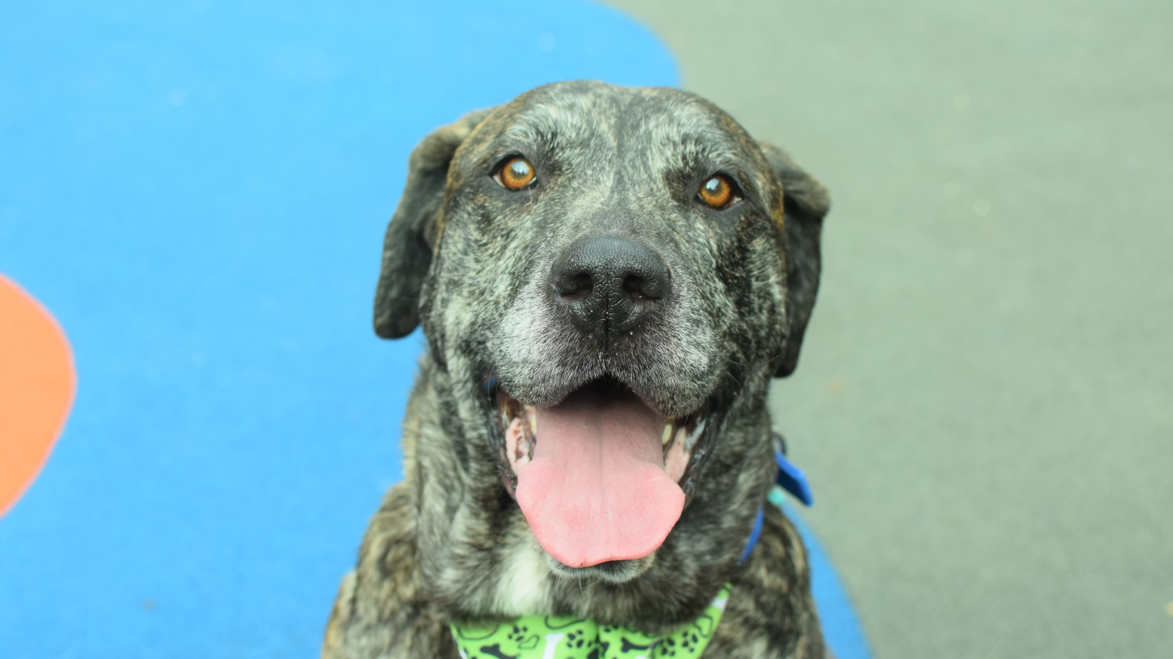 Betty — Mastiff: Bull