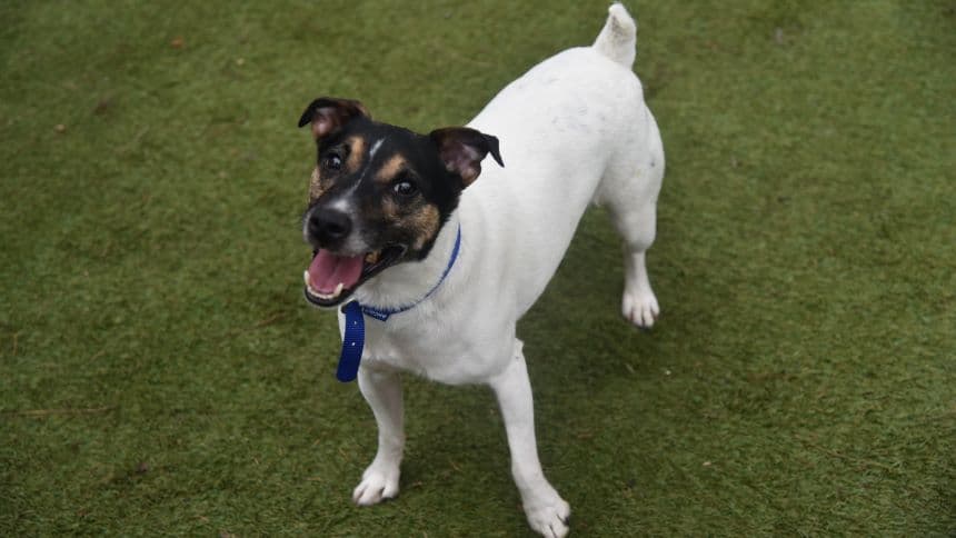 Chubs (& brambles) photo 2