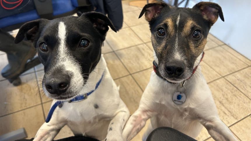 Chubs (& brambles) photo 4