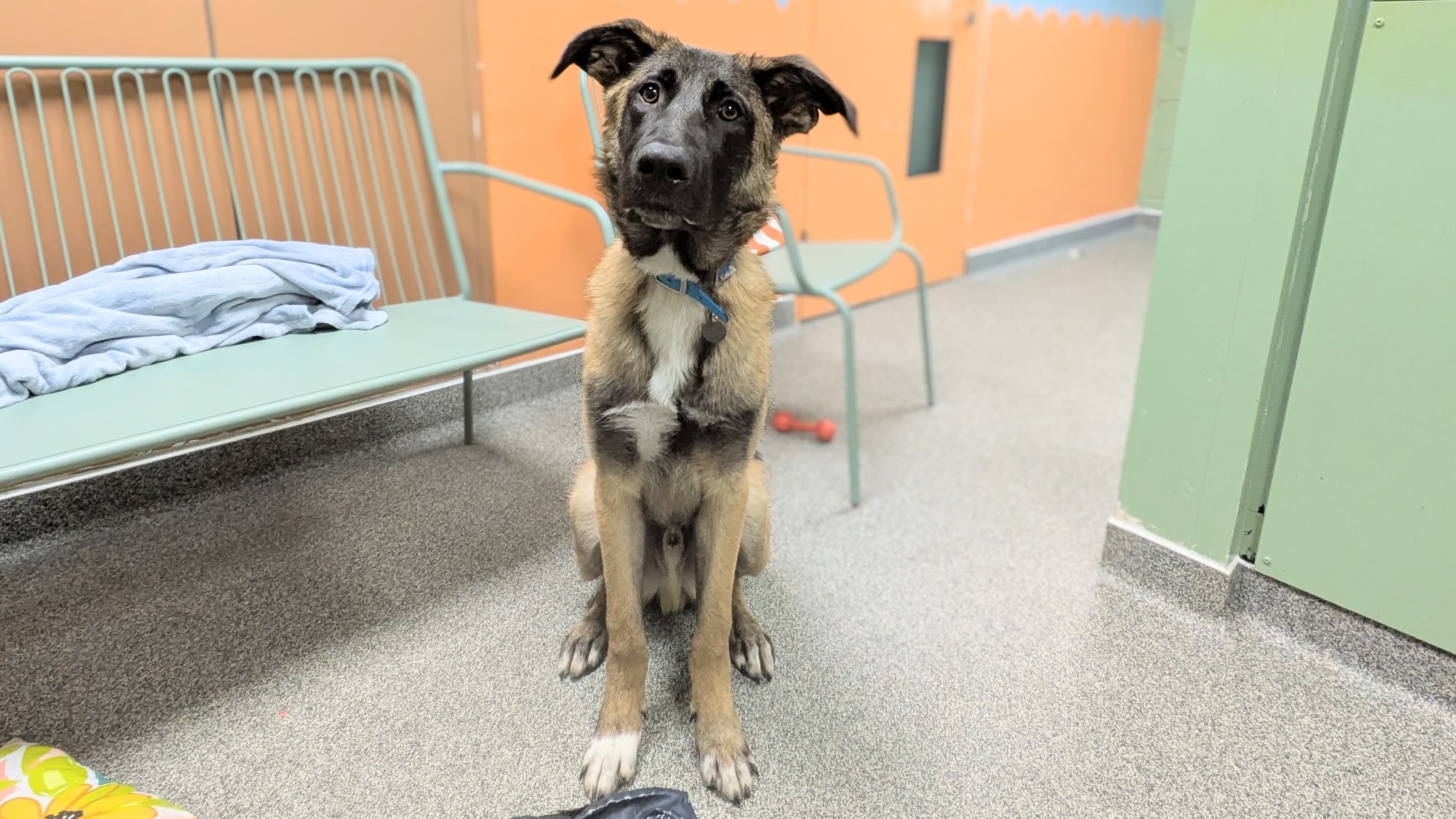 Walter — German Shepherd