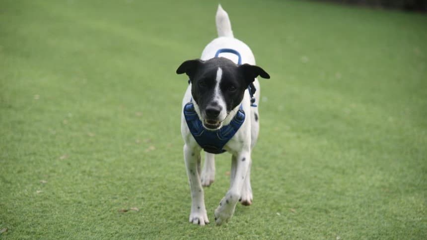 Chubs (& brambles) — Terrier: Jack Russell