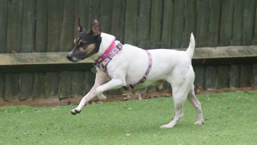 Chubs (& brambles) photo 7