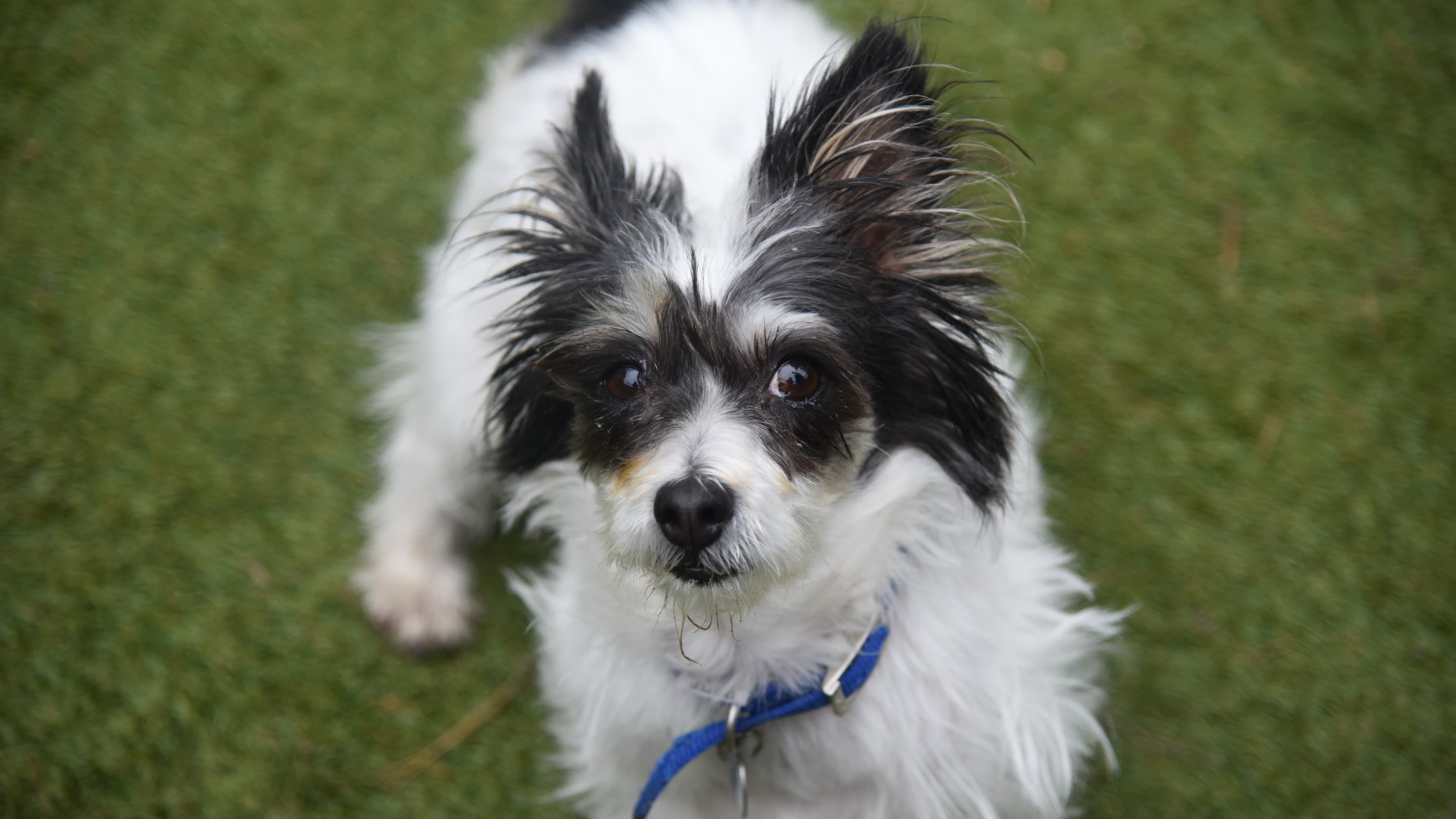 Barbara — Terrier: Jack Russell