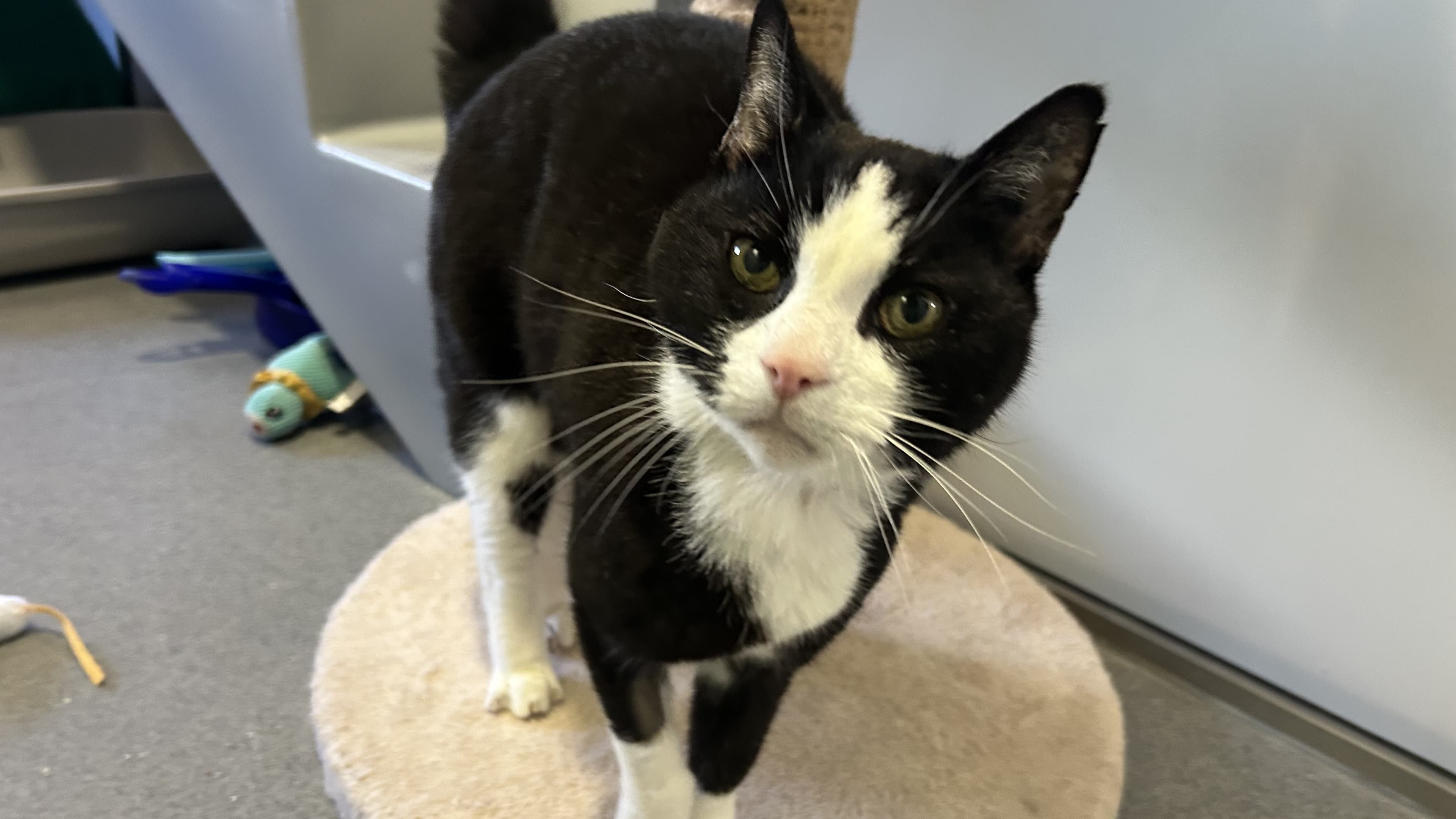 Elvis — Domestic Short-hair