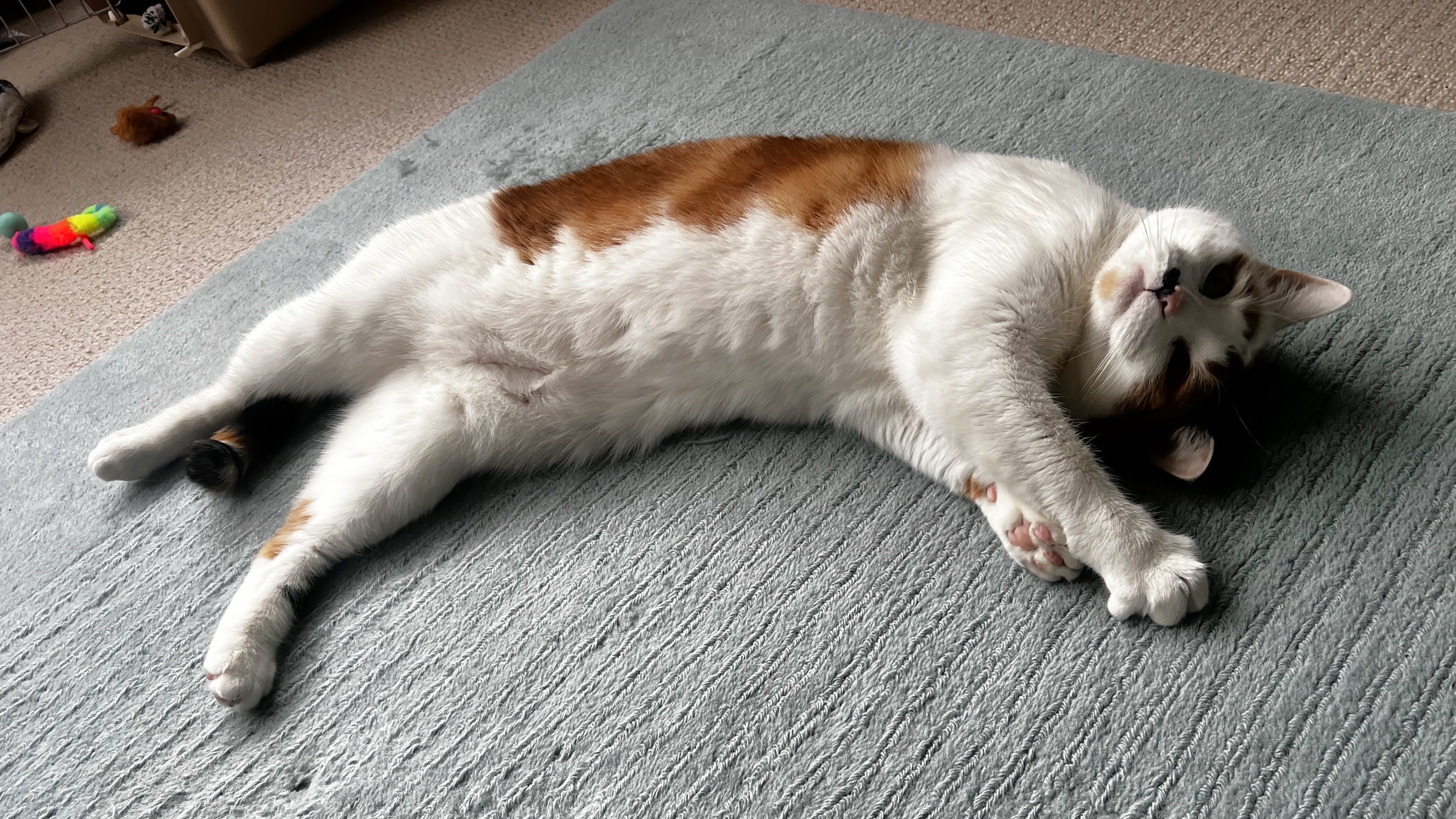 Marilyn monmeow photo 4