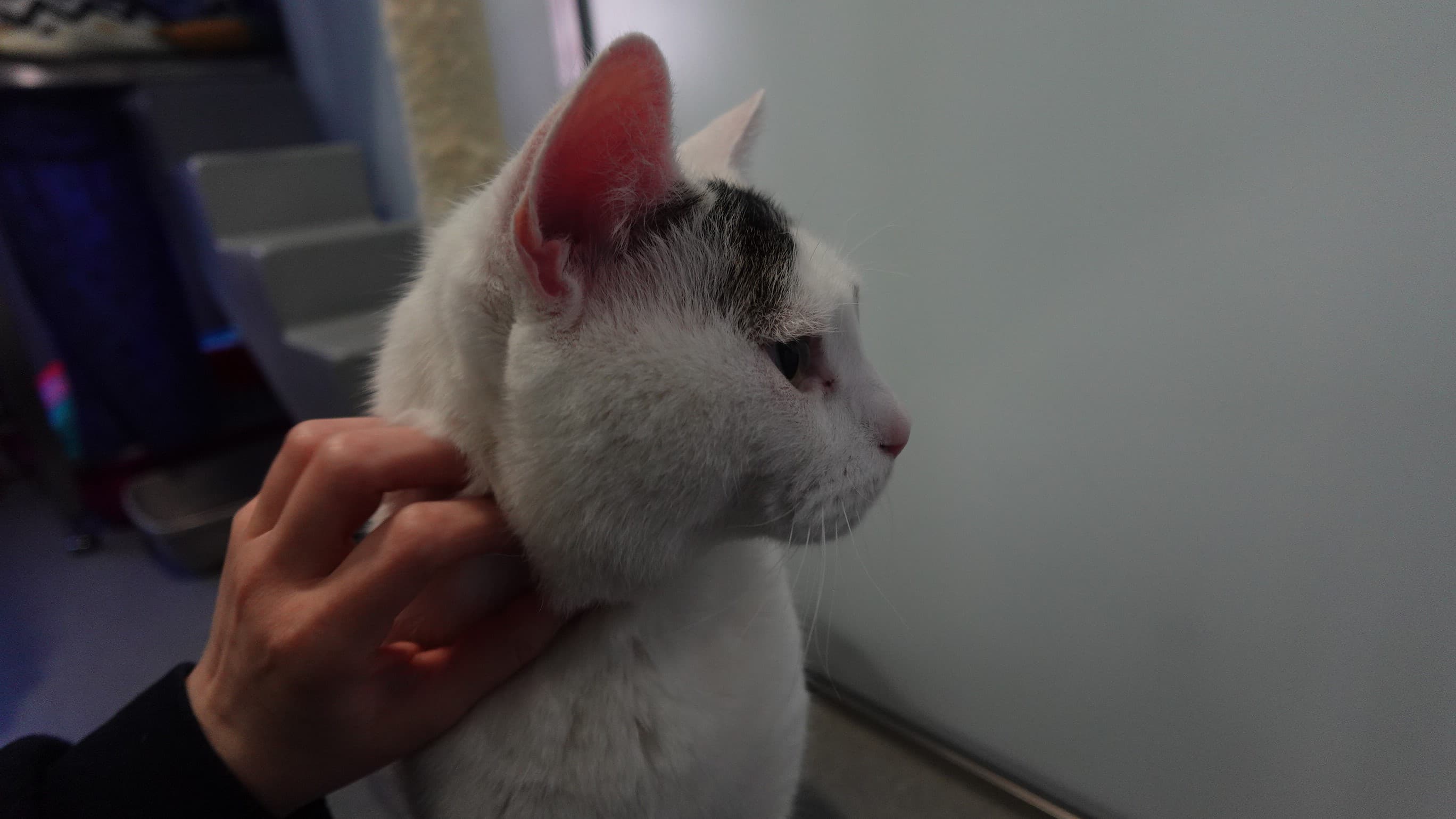 Mittens (& oreo) — Domestic Short-hair