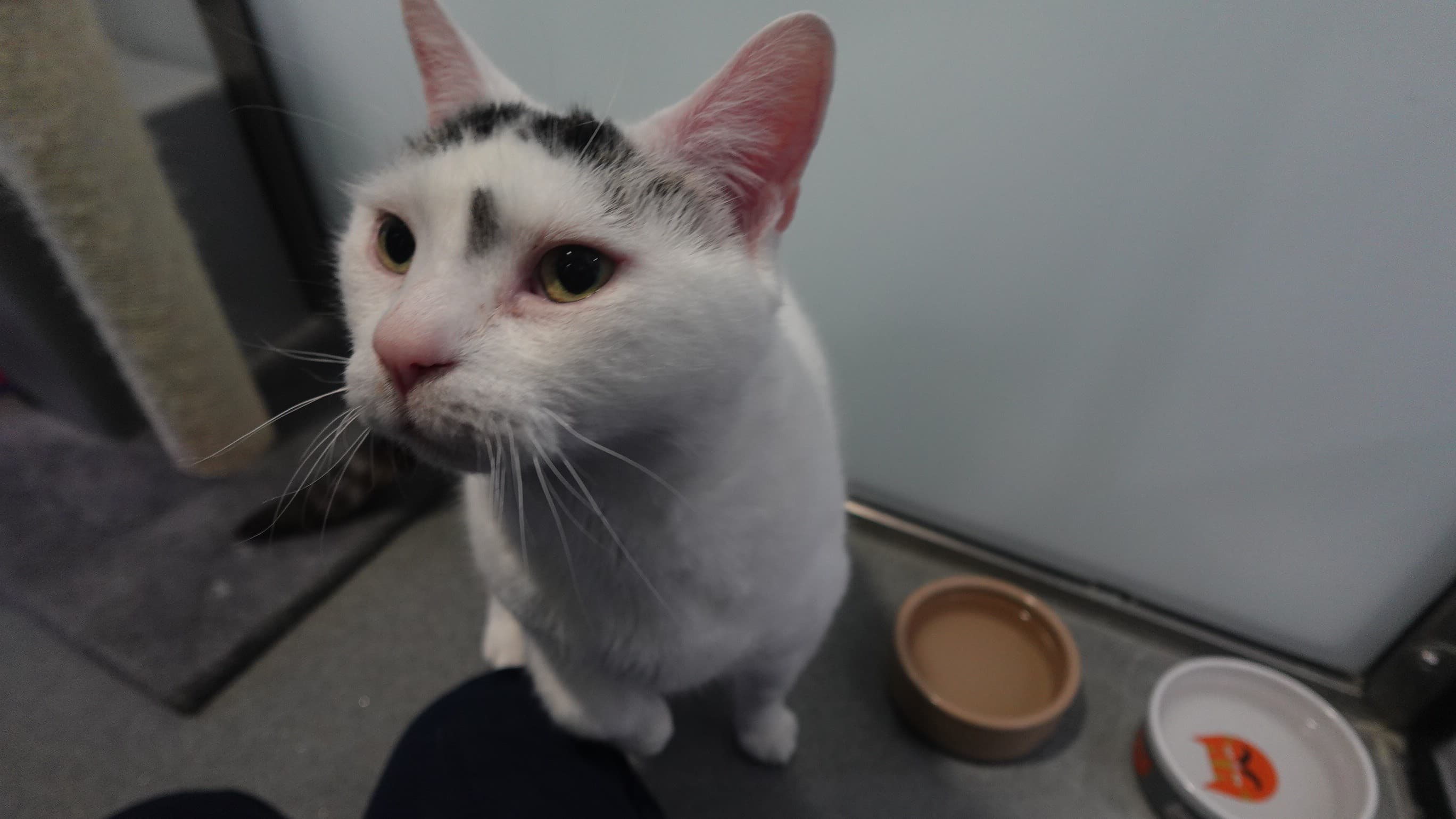 Mittens (& oreo) photo 7