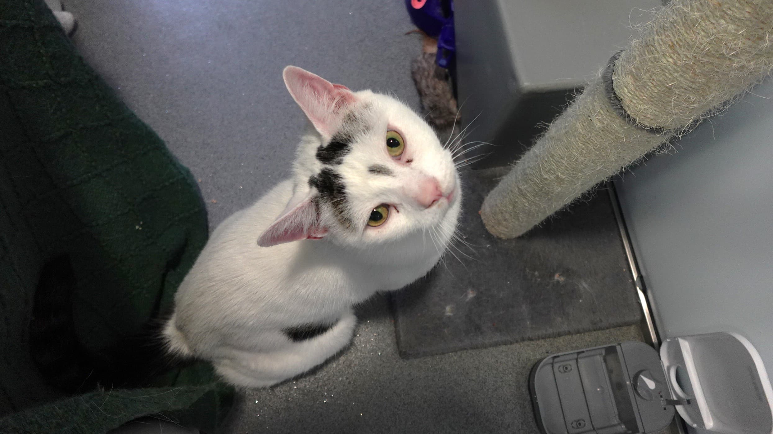 Mittens (& oreo) photo 4