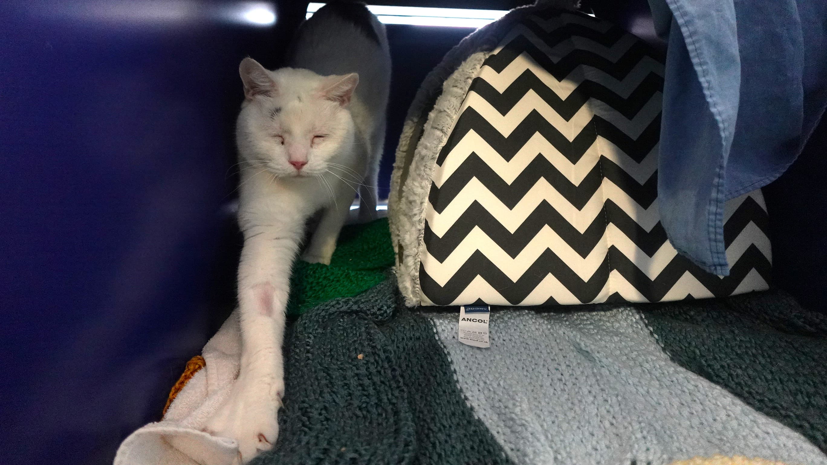 Oreo (& mittens) photo 3