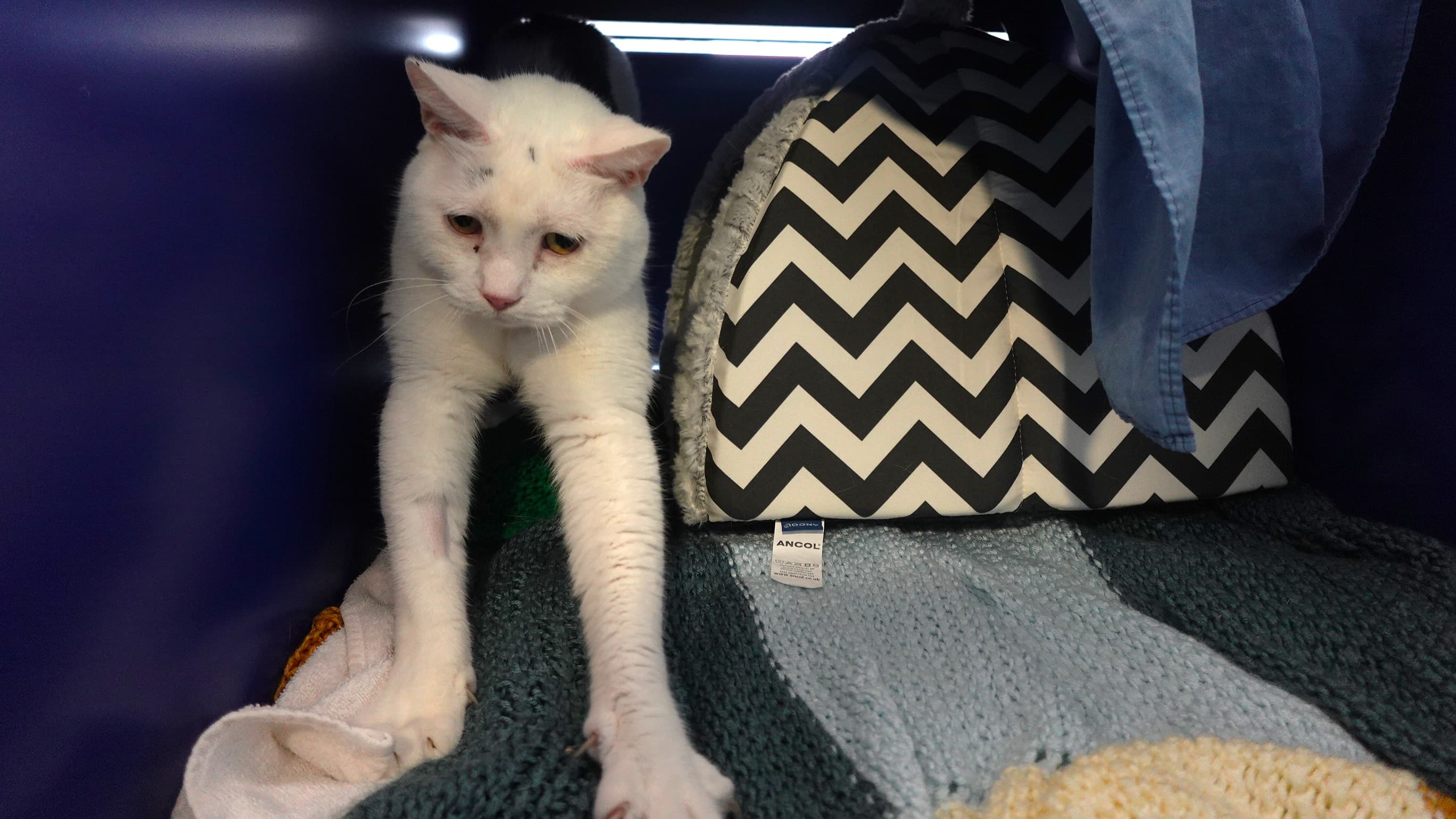 Oreo (& mittens) photo 2