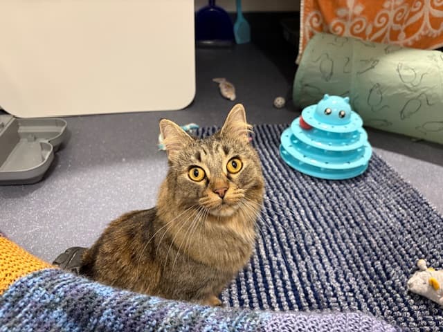 Dolly — Domestic Long-hair