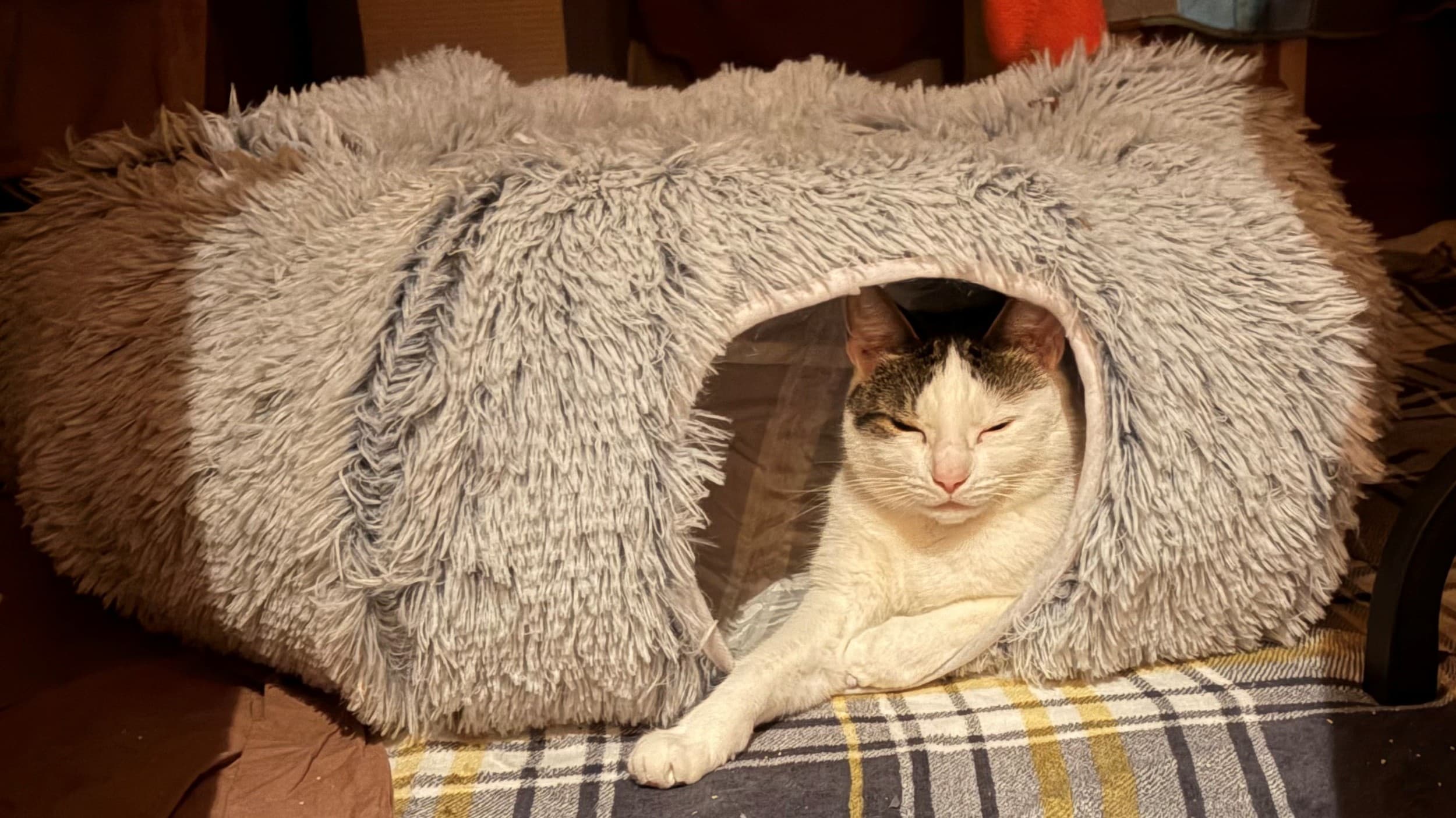 Miss frankie — Domestic Short-hair