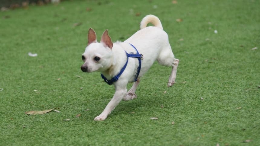 Pickle — Chihuahua: Smooth Hr