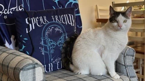 Miss frankie photo 4