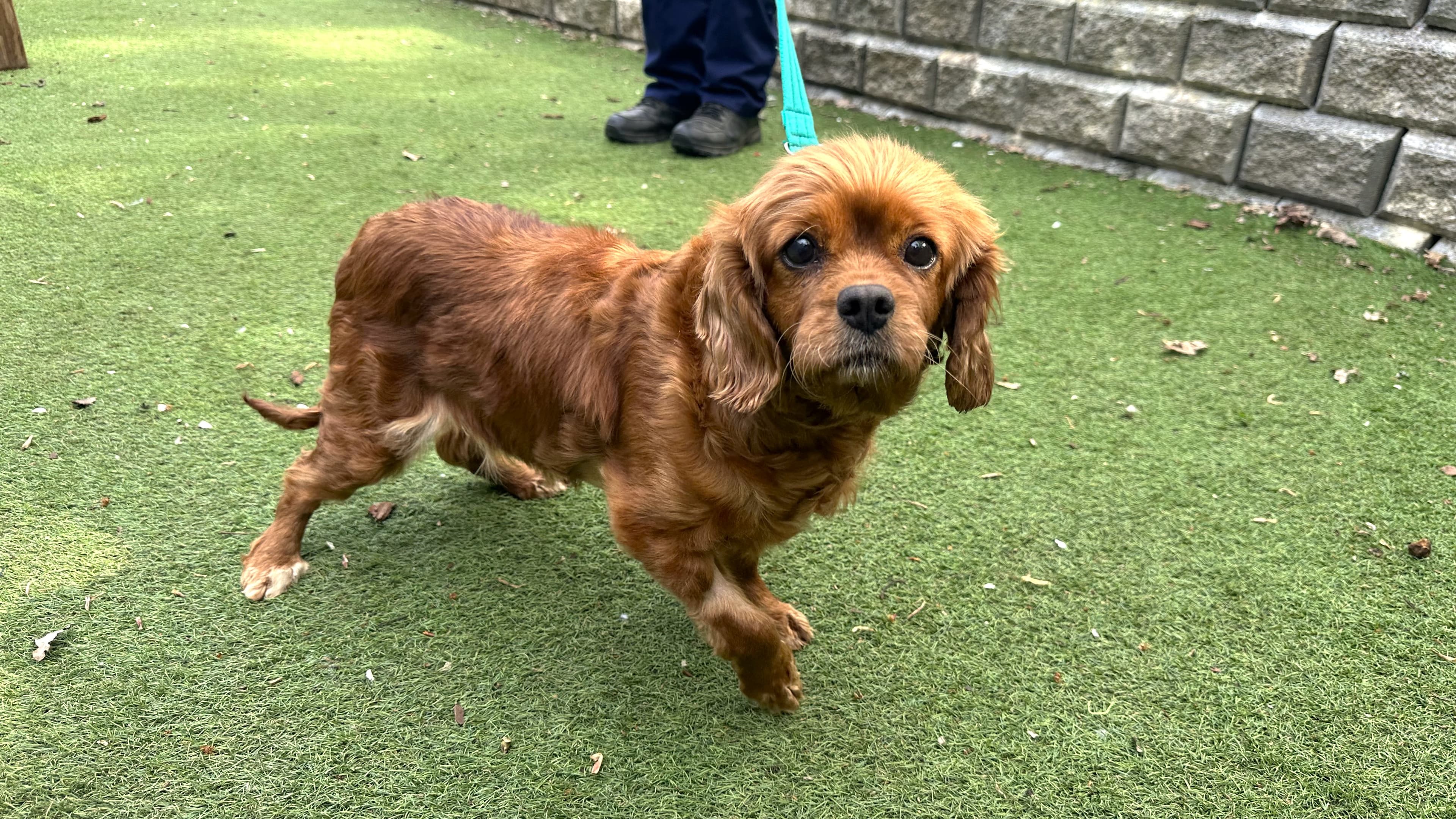 Bagel — Spaniel: Cavalier Kc