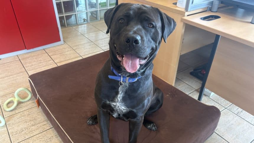 Jacob — Cane Corso