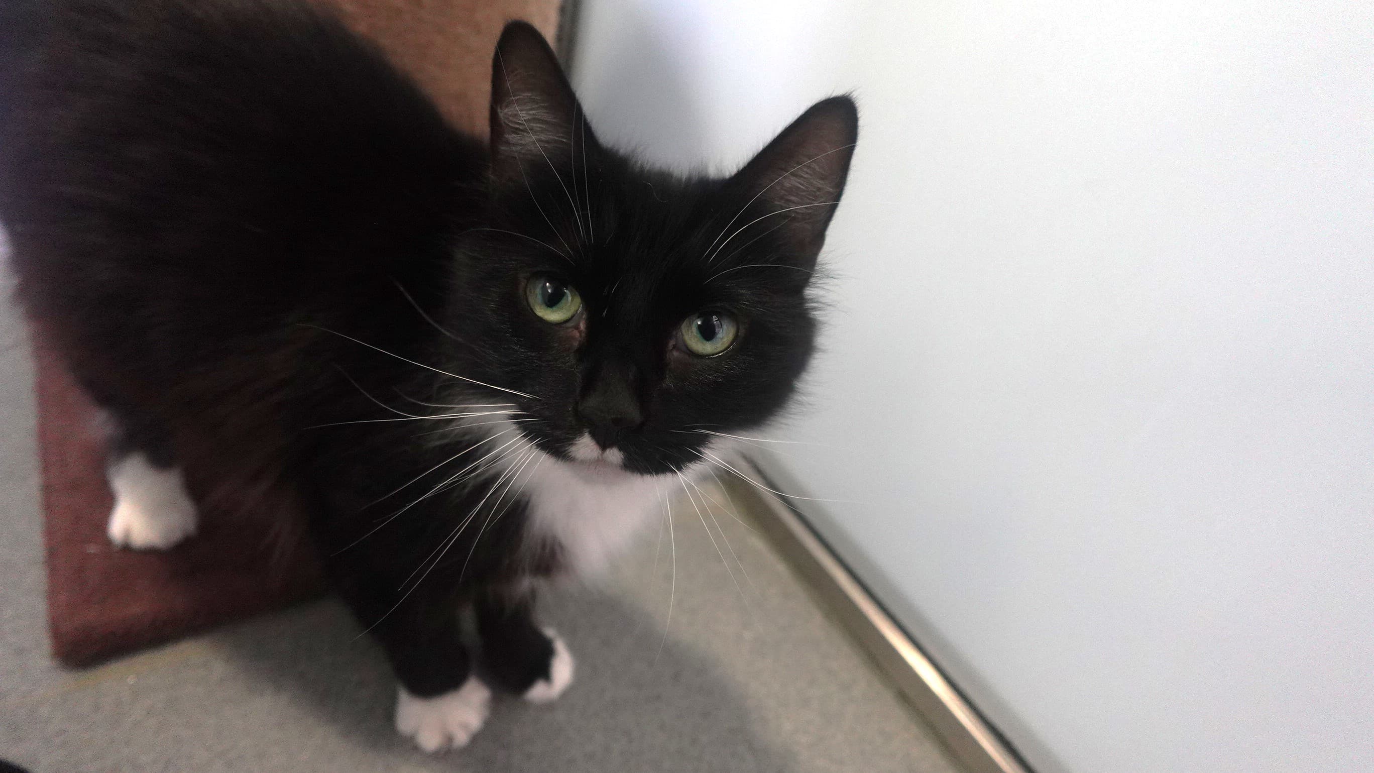 Nahla — Domestic Medium-hair