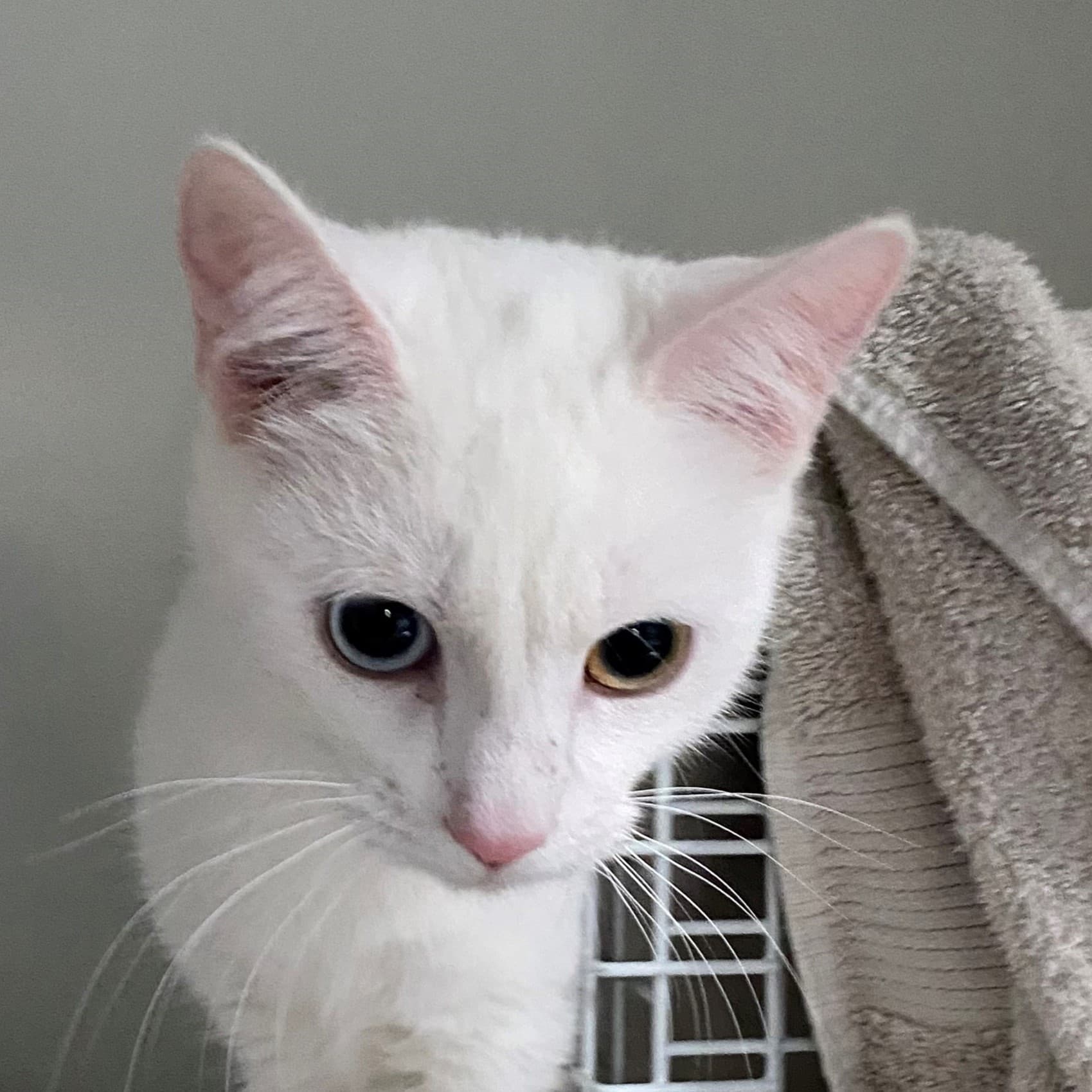 Lilly — Domestic Shorthair