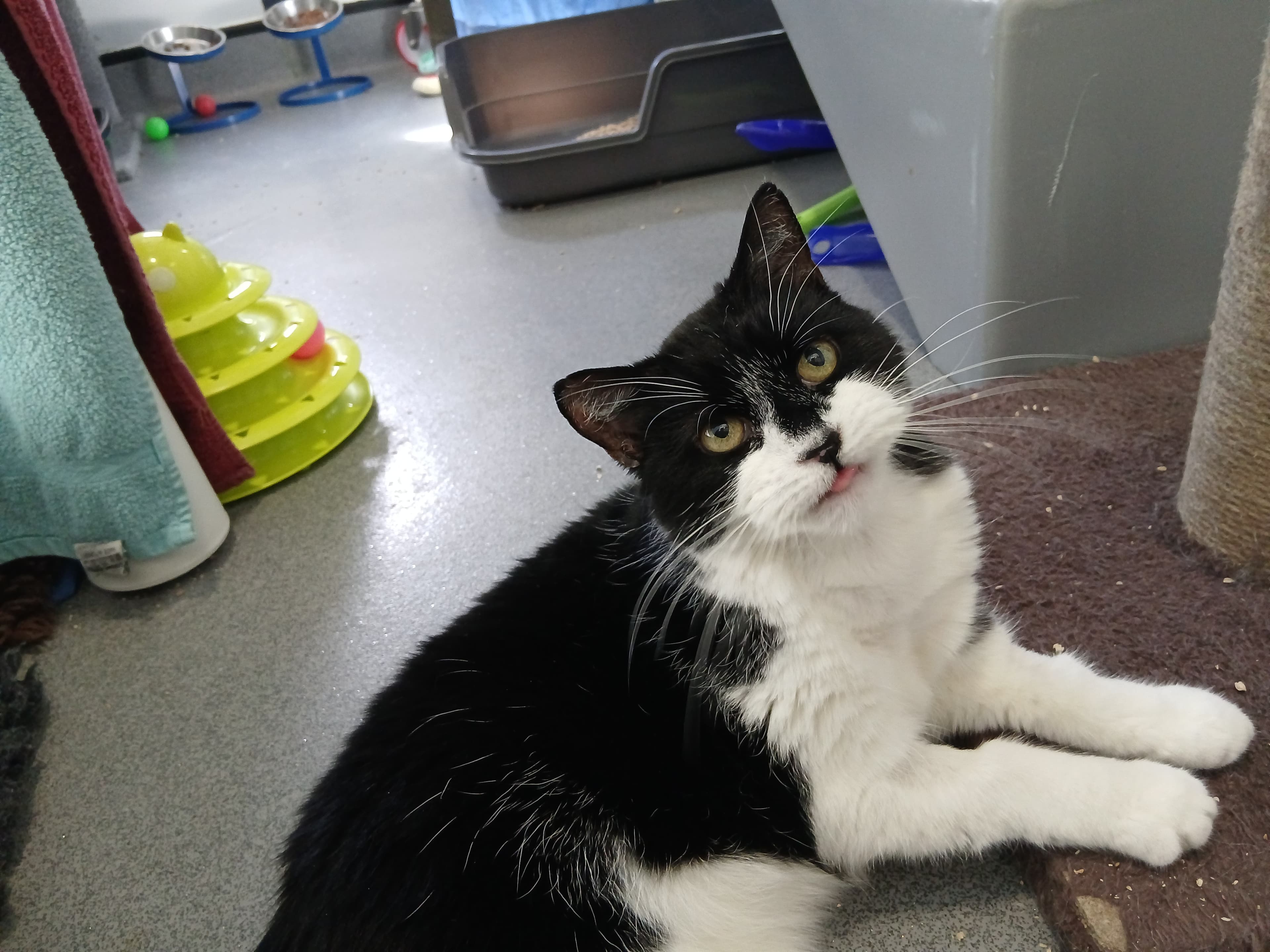 Belle — Domestic Short-hair