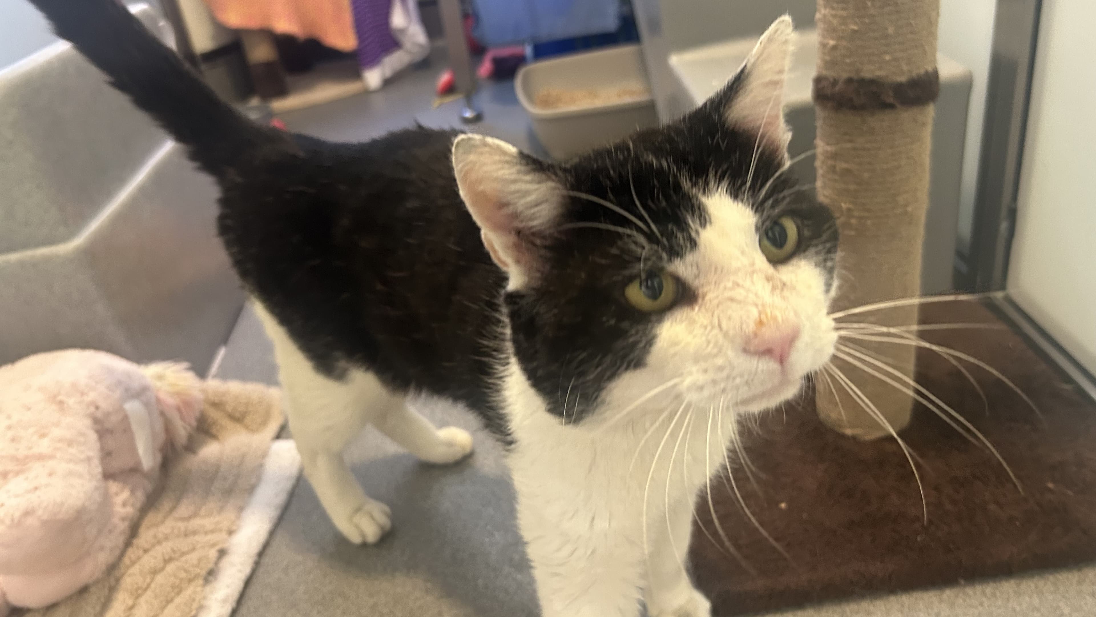 Ernie — Domestic Shorthair