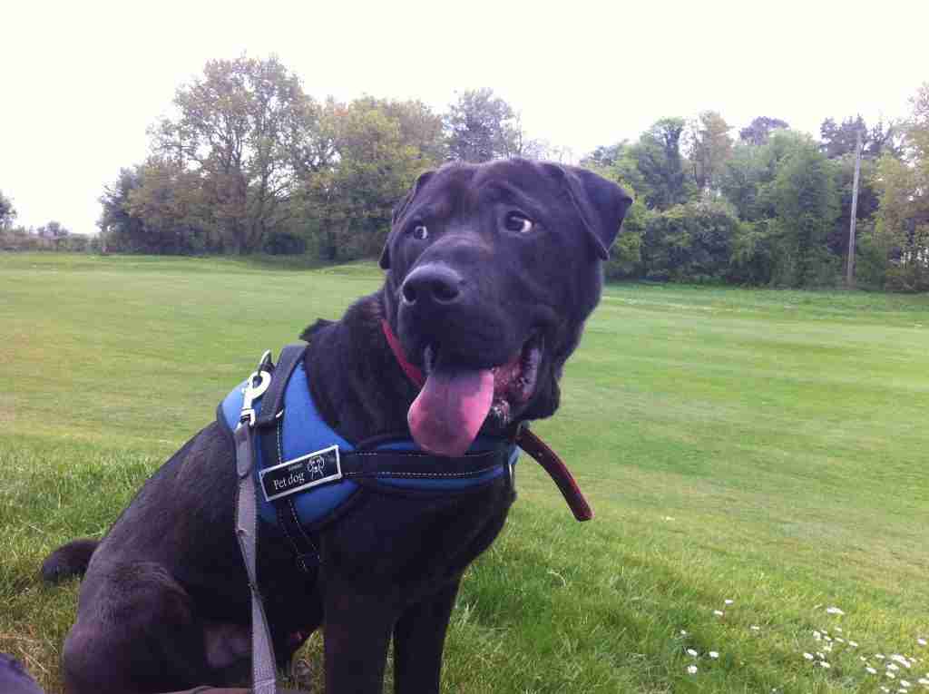Zorro — Shar-pei Cross Labrador Retriever