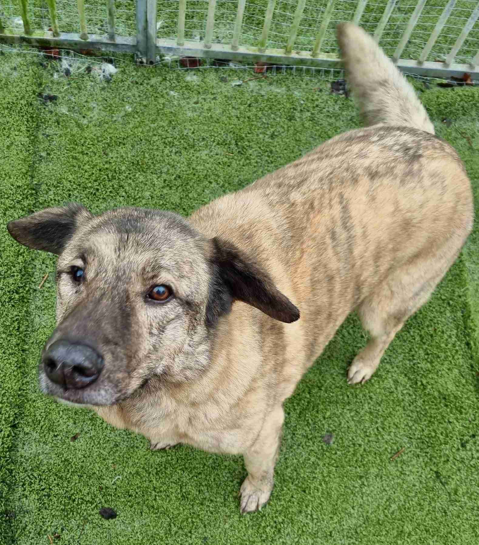 Mischu — Cross-breed