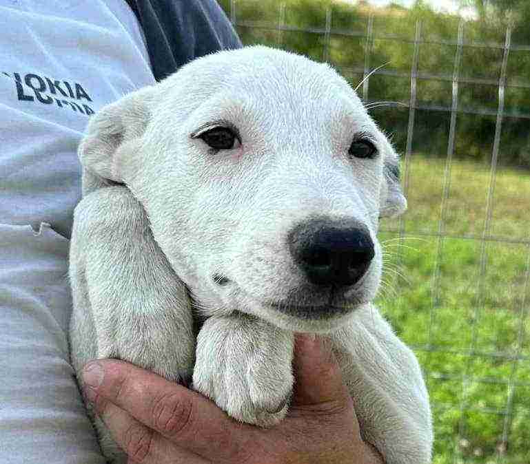 Aran — Cross-breed