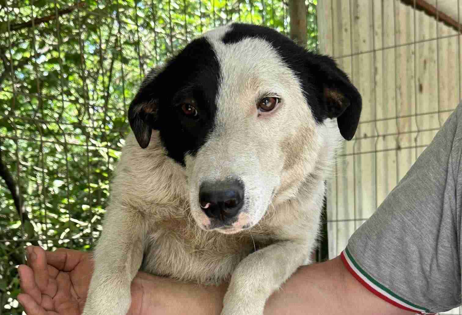 Barney — Cross-breed